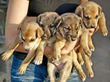 Kız dört küçük yavru tutun 