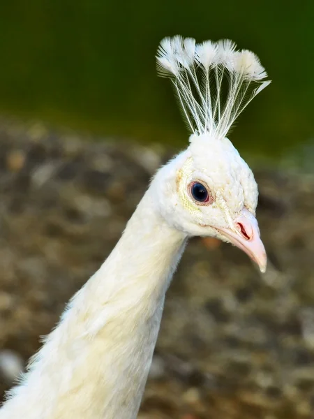 Hoofd van witte jonge Peacock met Feather kroon. — Stockfoto