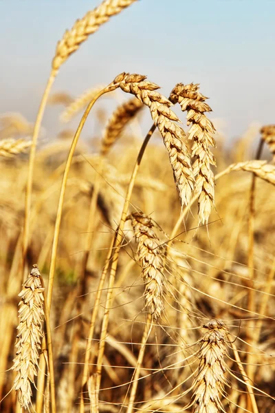 Orecchie di grano maturo sul campo . — Foto Stock