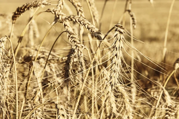 Спелые колосья пшеницы на поле тонизировали косовое дерево . — стоковое фото