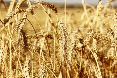 alan kulaklara olgun sarı buğday.