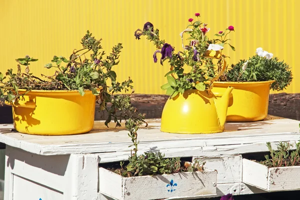 Still life in yellow colors.Flowers in old yellow teapot and cas — Stock Photo, Image