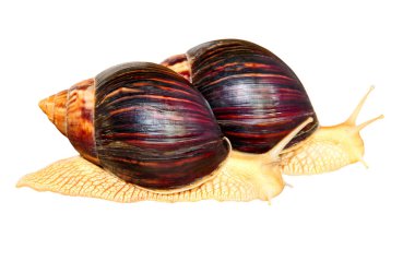 Achatina salyangozu. Beyaz arka planda iki dev Afrika salyangozu..