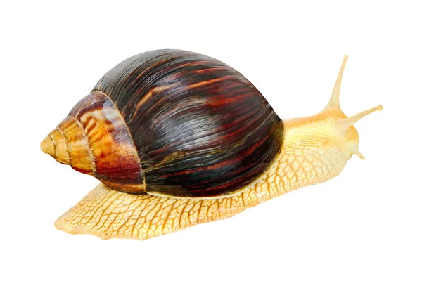 Giant African Achatina Snail Isolated White Background — Stock Photo, Image