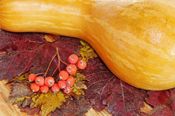 五彩缤纷的秋天树叶上的黄色南瓜和红色浆果特写 — 图库照片