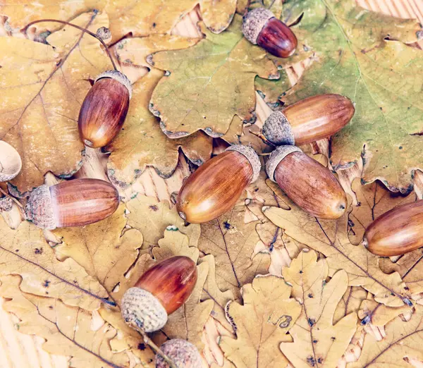 Žaludy Podzimní Dub Listy Jako Přírodní Pozadí Toned Image — Stock fotografie
