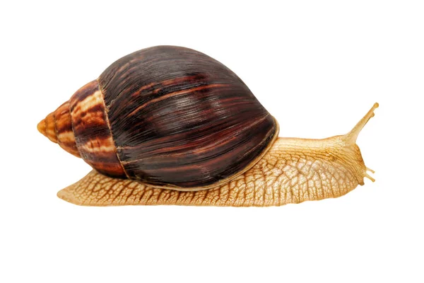 Achatina Snail Giant Afrikaanse Slak Geïsoleerd Witte Achtergrond — Stockfoto