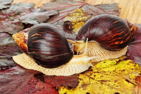 Pár Obřích Afrických Achatina Hlemýždi Vinných Listech Pořízeno Detailní — Stock fotografie