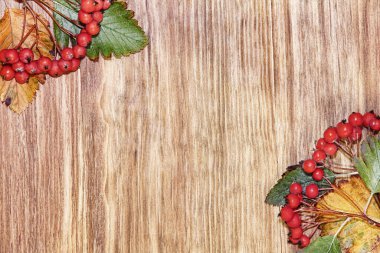 Sonbahar kırmızı böğürtlen kümeleri ve yaprakları boş arkaplanda. Üst görünüm.