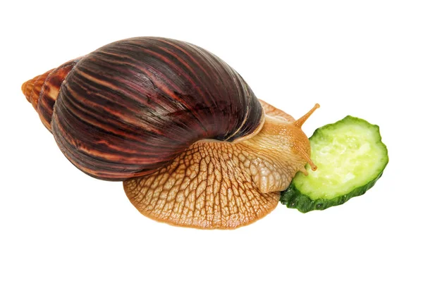 Giant African Achatina Fulica Snail Eats Cucumber Isolated White Background — Stock Photo, Image