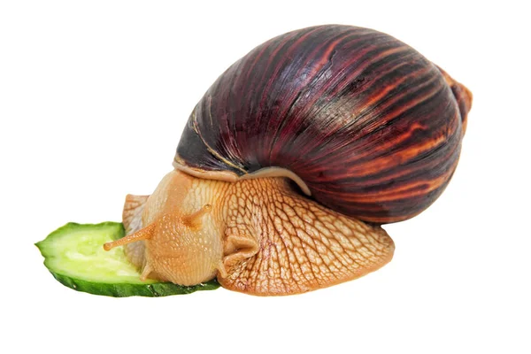 Giant African Snail Achatina Snail Eats Cucumber Isolated White Background — Stock Photo, Image