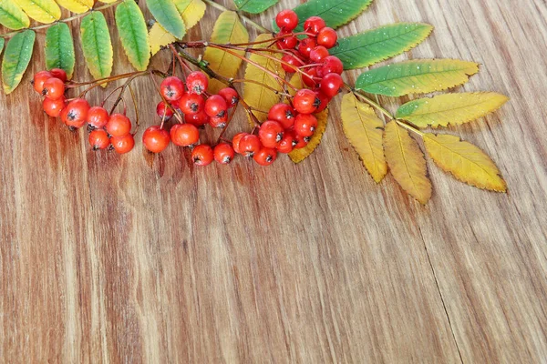 Mountain Ash Red Berries Cluster Leaves Grunge Wooden Background — Stock Photo, Image