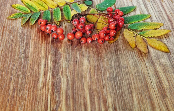 Mountain Ash Red Berries Leaves Grunge Wooden Background — Stock Photo, Image