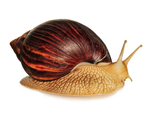 Achatina Slak Geïsoleerd Witte Achtergrond Met Schaduw Genomen Closeup — Stockfoto