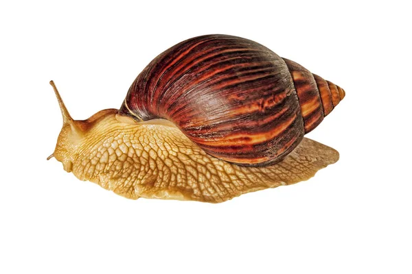 Achatina Snail Giant African Snail Isolated White Background — Stock Photo, Image