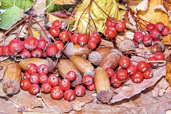 Őszi Levelek Vörös Bogyók Makkok Mint Természet Háttere — Stock Fotó