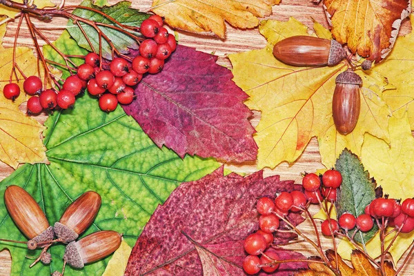 Автумные Листья Красные Ягоды Желуди Природный Фон — стоковое фото