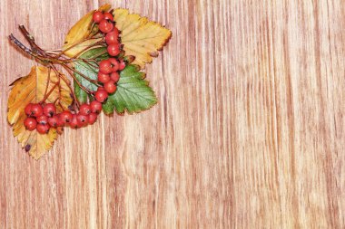 Sonbahar Kırmızı Dağ Kül Külü boş arkaplanlı ahşap arkaplanda.Üst görünüm.