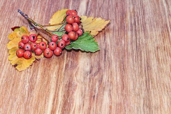 Otoño Red Mountain Ash Bayas Racimo Sobre Fondo Madera Grunge — Foto de Stock