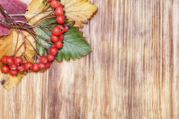 Autumn Red Berries Cluster Leaves Wooden Background — Stock Photo, Image