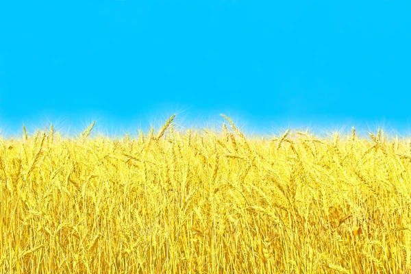 Bright Yellow Ears Wheat Blue Sky Suitable Main Essence Ukrainian — Stock Photo, Image