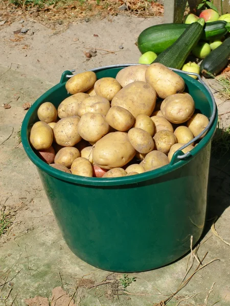 Ziemniaki w plastikowe wiadro zielony. — Zdjęcie stockowe