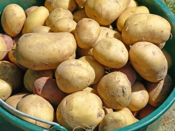 kova içinde patates.