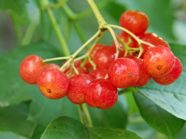 Guelder rose vörös és zöld levelek. — Stock Fotó