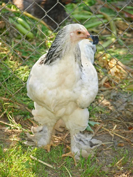 Luce Brahma gallina su erba verde . — Foto Stock