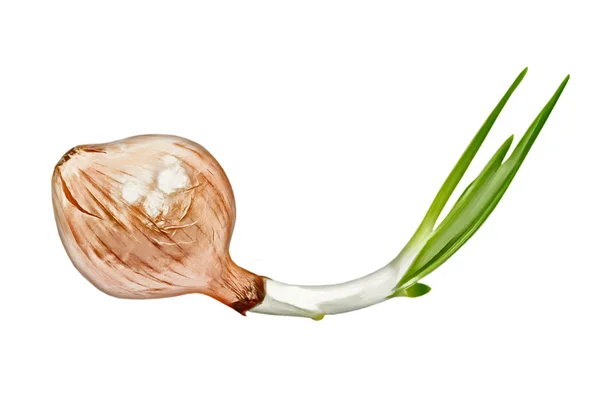 Cebolla germinada aislada sobre fondo blanco.Generada digitalmente — Foto de Stock