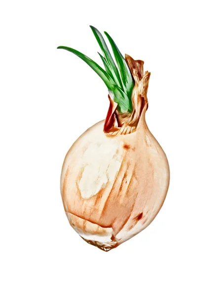 Cebolla germinada sobre fondo blanco.Imagen generada digitalmente . — Foto de Stock