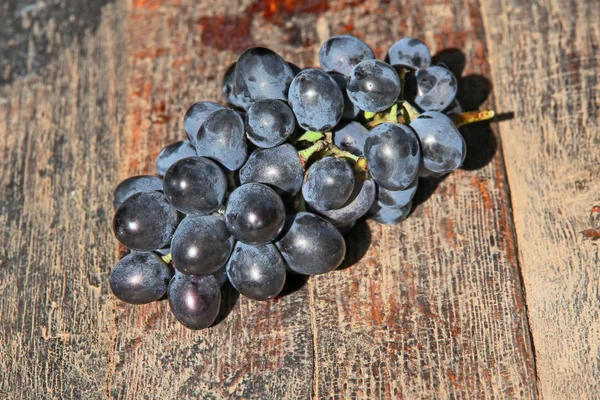 Dojrzałe winogrona niebieski podjęte zbliżenie. — Zdjęcie stockowe