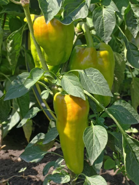 Färska paprika. — Stockfoto