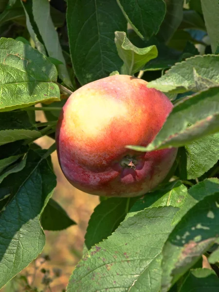 Manzana roja en un manzano . — Foto de Stock