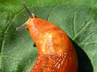 Yeşil yaprak üzerinde Slug.