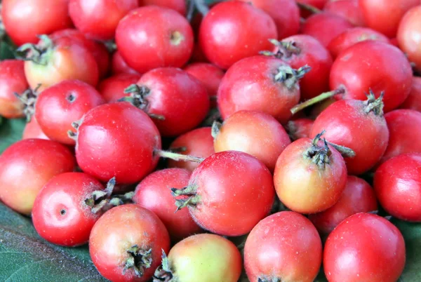 Ripe hawthorn berries taken closeup. — Stock Photo, Image