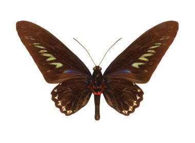 Kelebek Rajah Brookes Birdwing.Trogonoptera Brookiana.Isolated