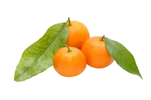 Три спелых мандарина с зелеными листьями. . Лицензионные Стоковые Изображения