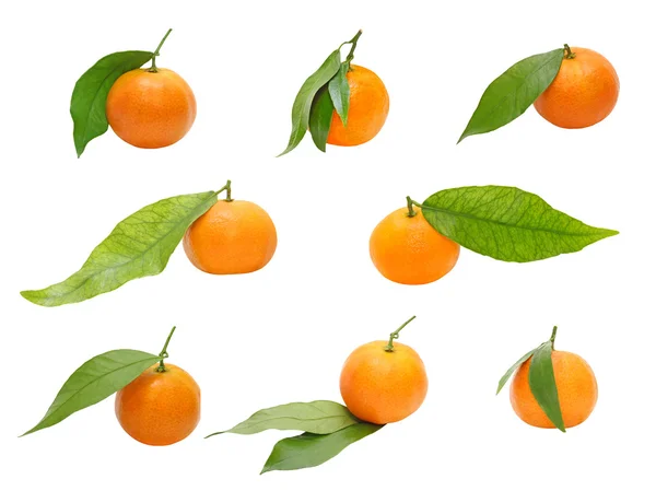 근접 촬영 하는 녹색 잎과 익은 mandarines의 집합입니다. 절연. — 스톡 사진