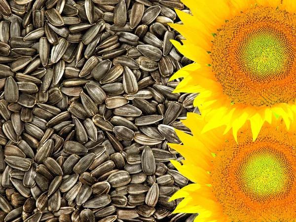 Colorful yellow sunflowers on dried black seeds as food backgrou — Stock Photo, Image