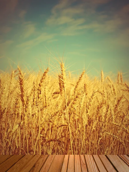 Orejas de trigo en el campo y madera en primer plano . — Foto de Stock