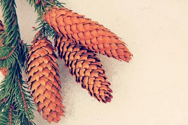 Fir cone on a white snow.Toned image. — Stock Photo, Image