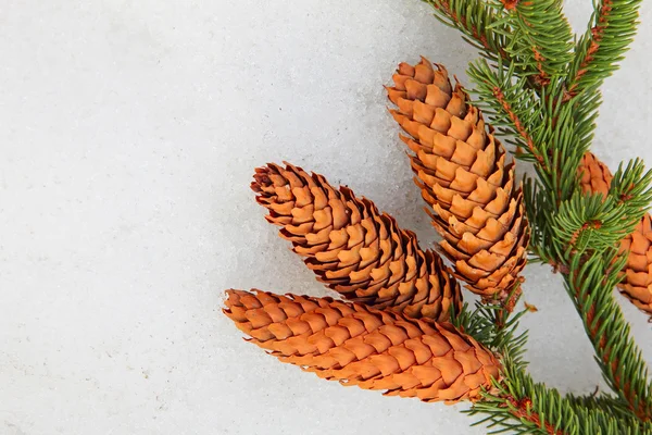 Pine branch and fir cone on white snow. — Stock Photo, Image