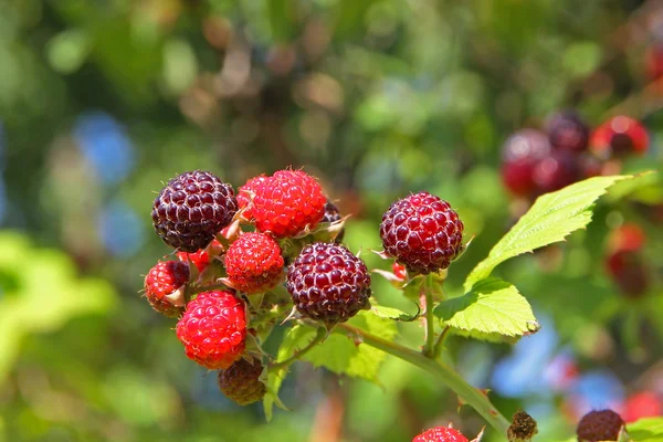 Raspberry bush in a garden. — Stock Photo, Image