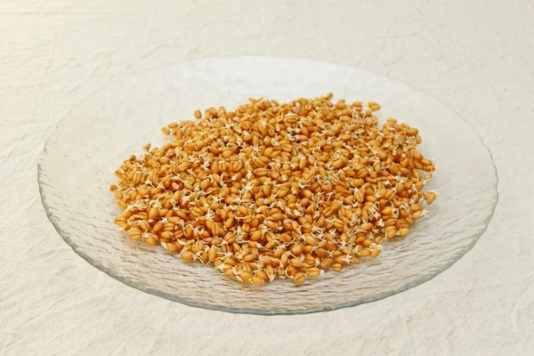 Germinated wheat grains on glass plate. — Stock Photo, Image