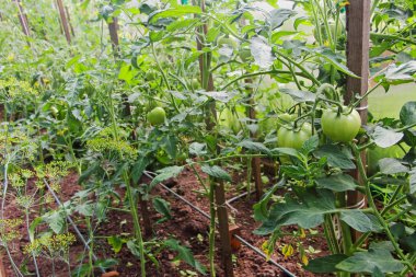 olgunlaşmamış domates.