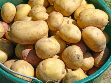 kova içinde patates.