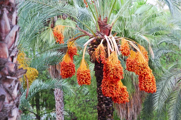 Dadelpalm träd med frukter. — Stockfoto