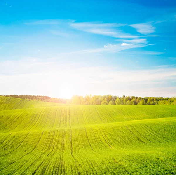 Våren landskap med gröna fält och vid solnedgången — Stockfoto