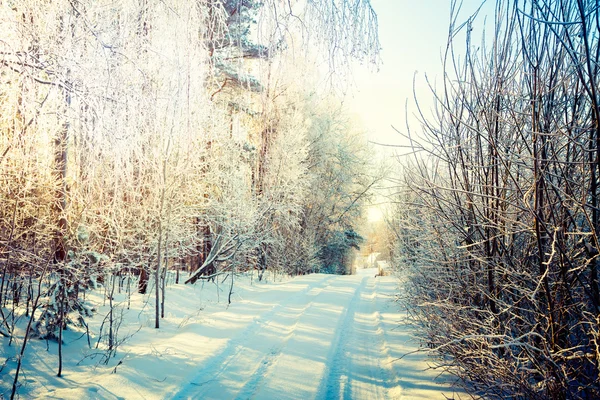 Paisaje de invierno. Camino nevado en el bosque . — Foto de Stock